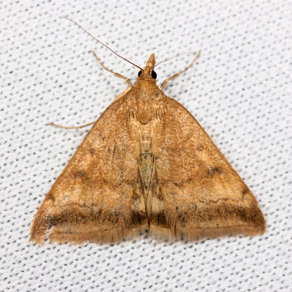 Coyote-mint Pyrausta, Adult