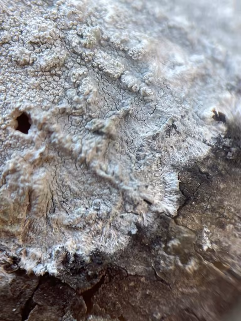 Loxospore pustulée, photo 3 sur 5