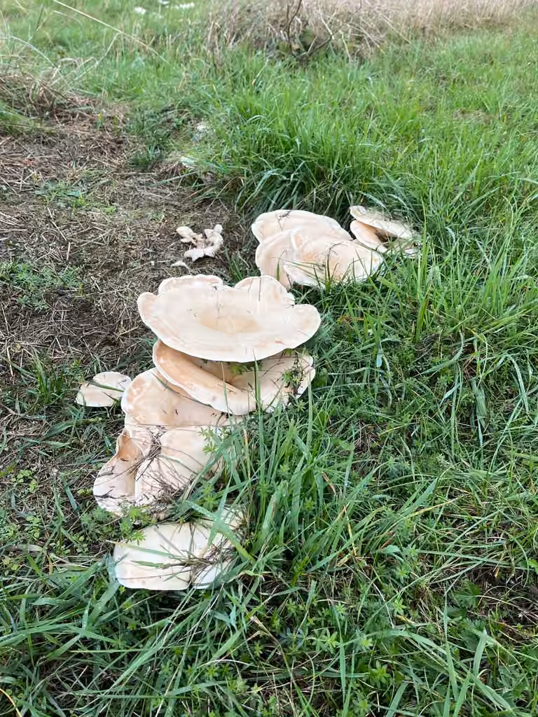 Leucopaxille amer, photo 2 sur 5