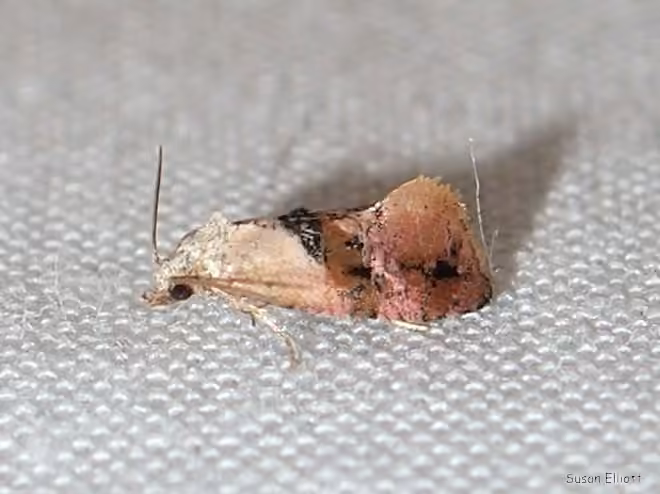 Holland's Cochylid Moth, Adult