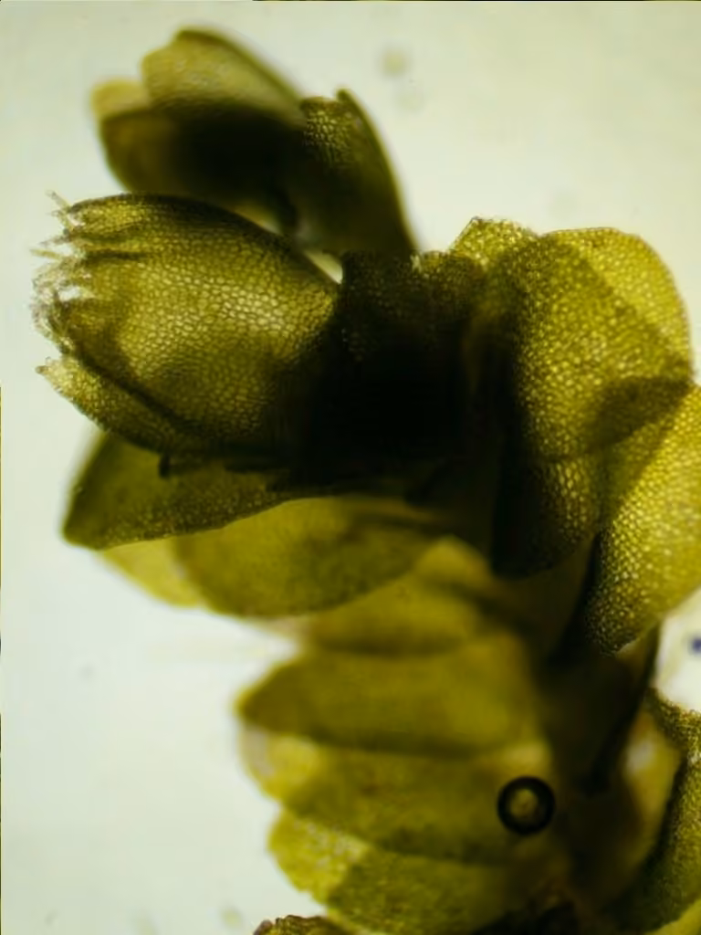 Autumn Flapwort, photo 2 of 5