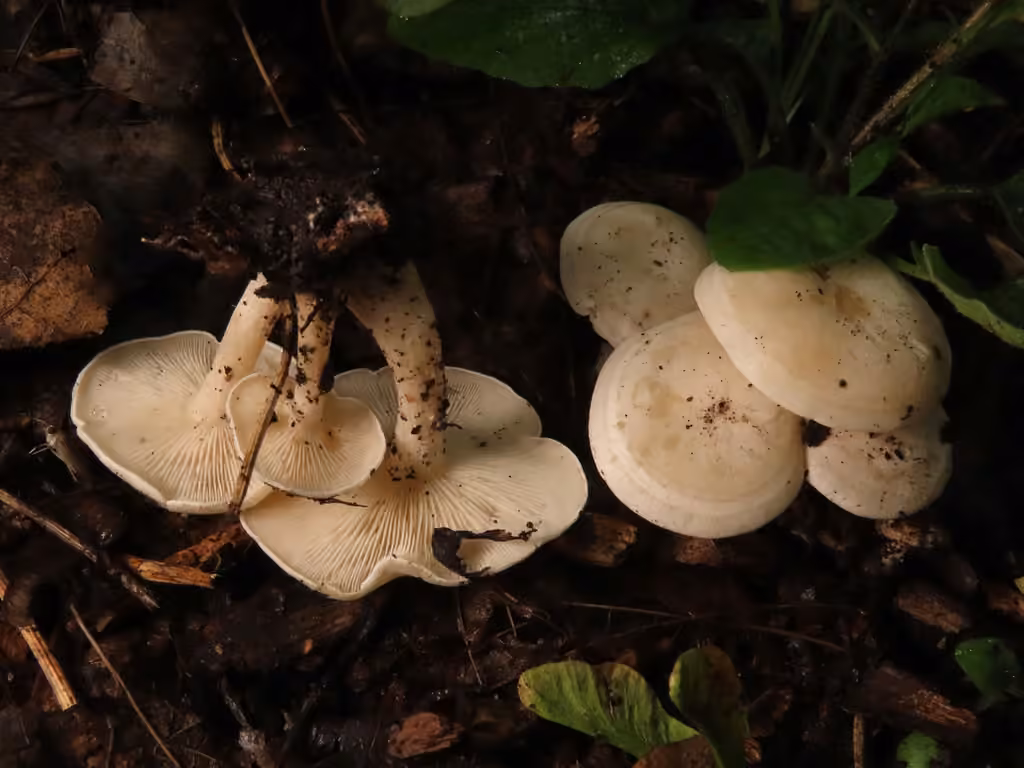 Clitocybe des troncs