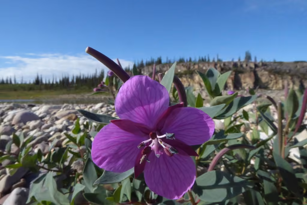 Alpine fireweed, In flower