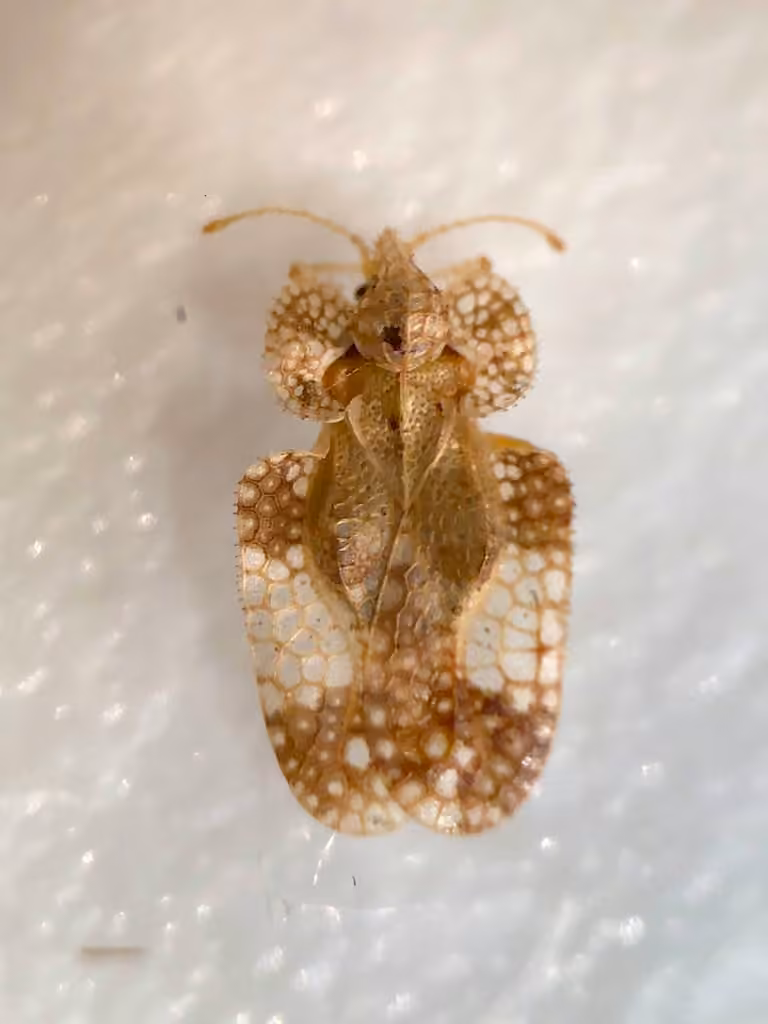 Punaise à dentelle de l'aulne, Adulte