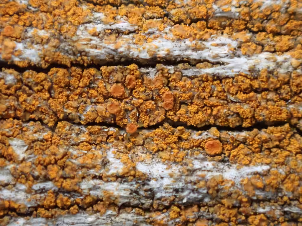 Caloplaque à petites thalles, photo 3 of 5