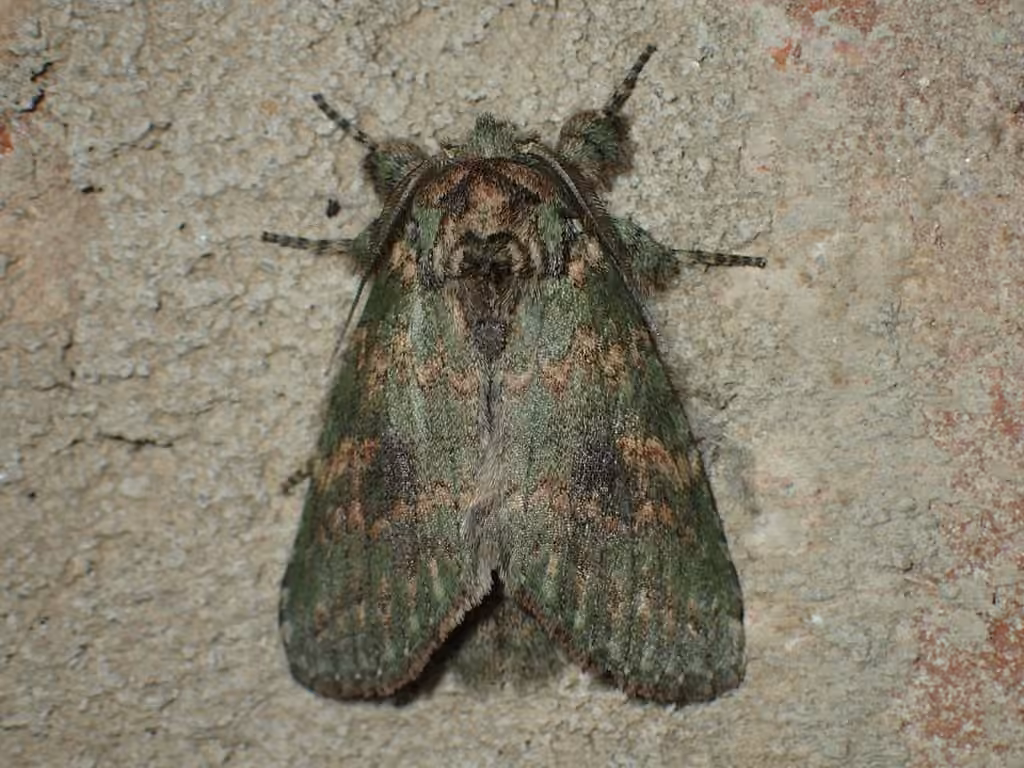 Wavy-lined Heterocampa Moth, photo 1 of 5