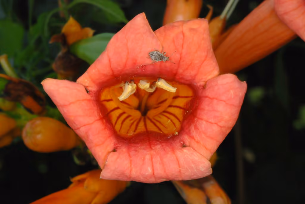 Bignone radicant, En fruits