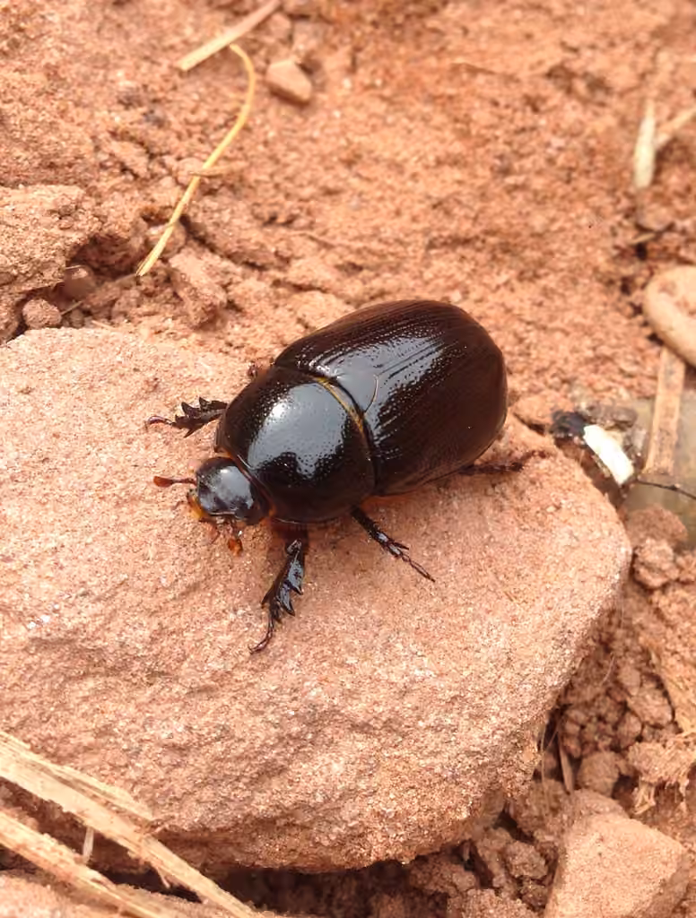 Relict Rhinoceros Beetle, photo 1 of 5