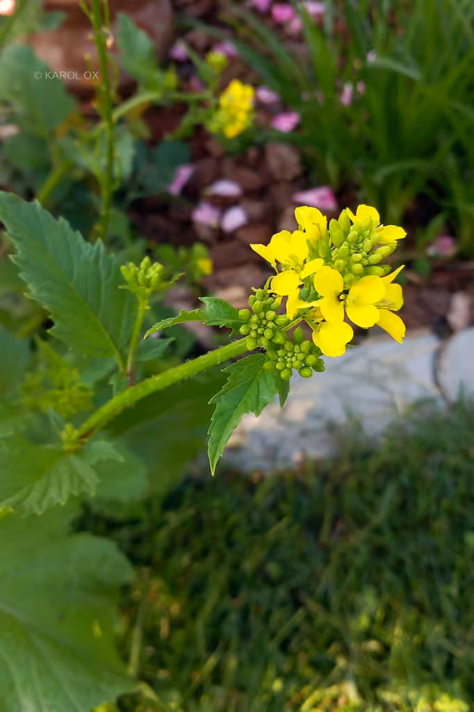 Corn mustard, In flower