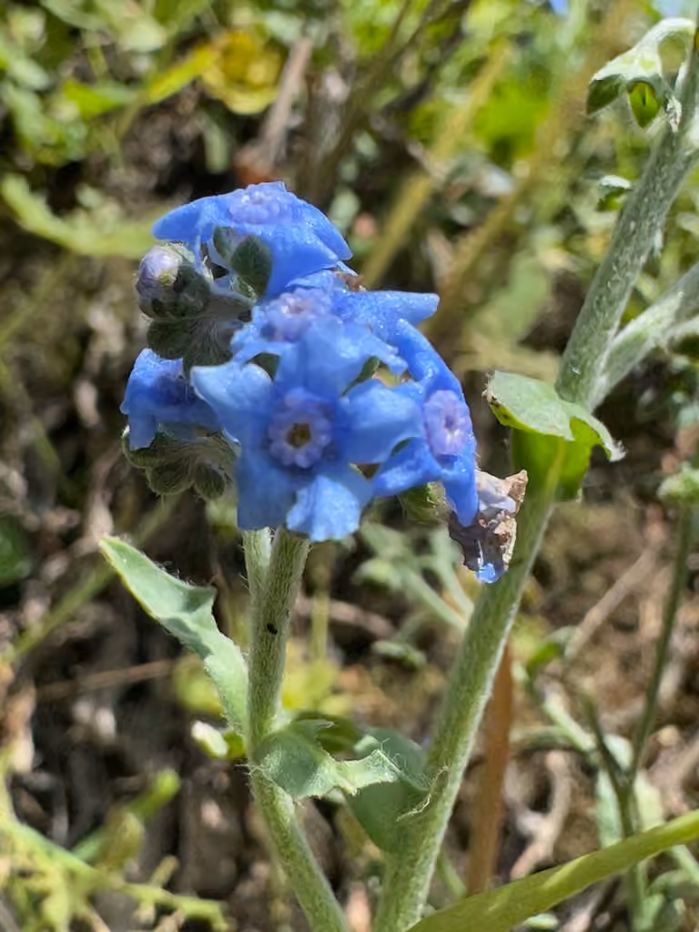 Chinese hound's tongue, Flower buds