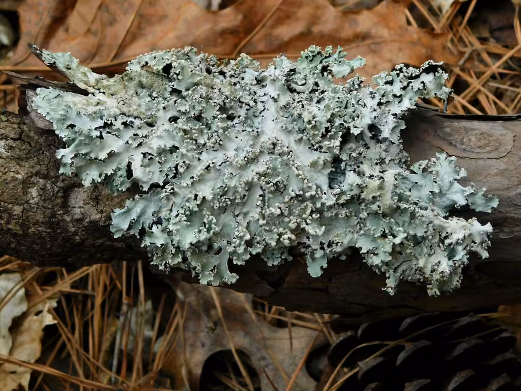 Margarite parmotrema lichen