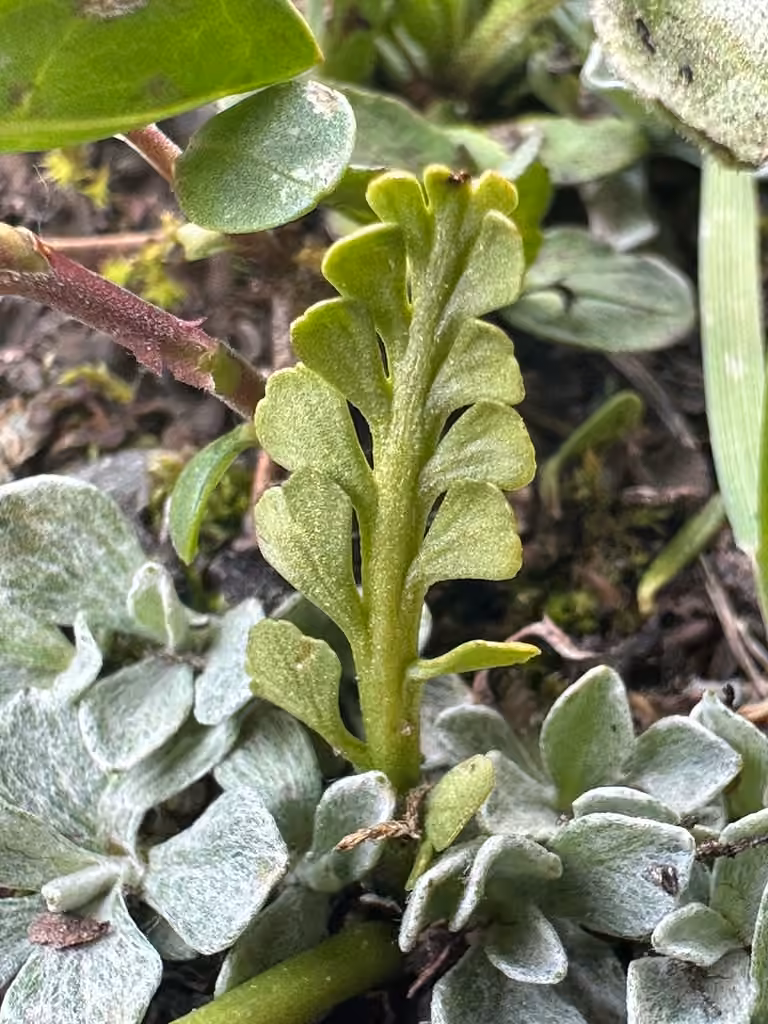 Mingan moonwort, photo 2 of 5