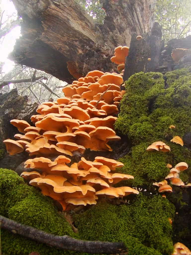 Pleurote en forme de nid