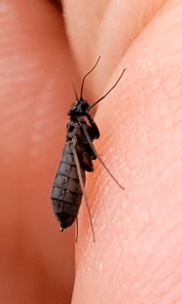 Philopotame distinct, Female
