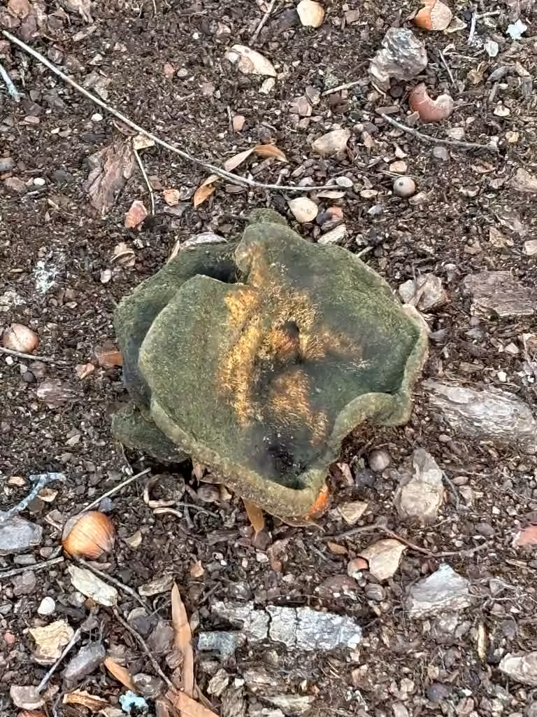 Dark-spotted milkcap, photo 2 of 5