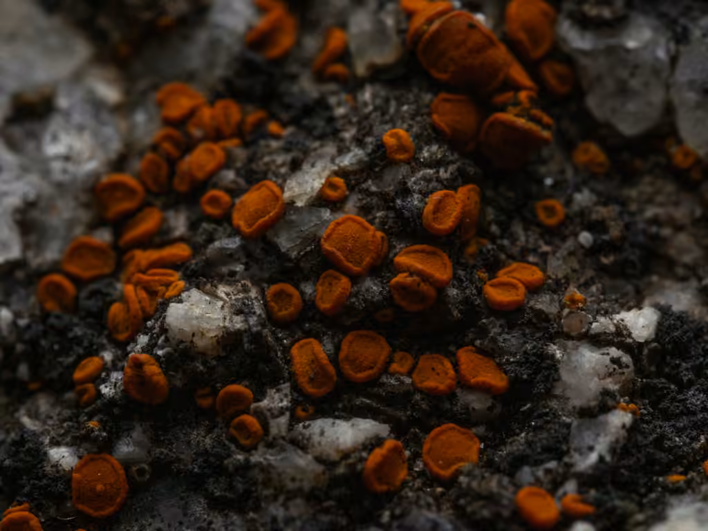 Caloplaque des sables, photo 1 sur 5