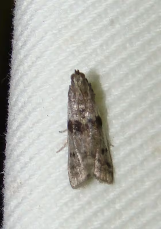 Black-banded Homoeosoma Moth, photo 2 sur 5