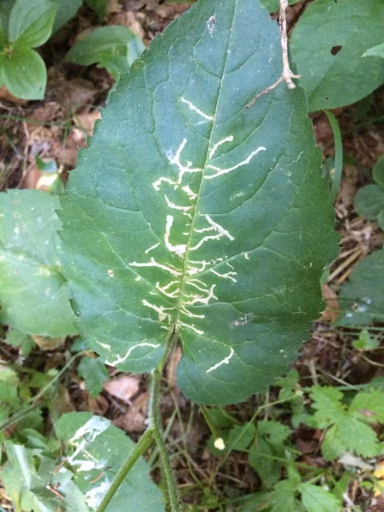 Scrobipalpula manierreorum, Chenille