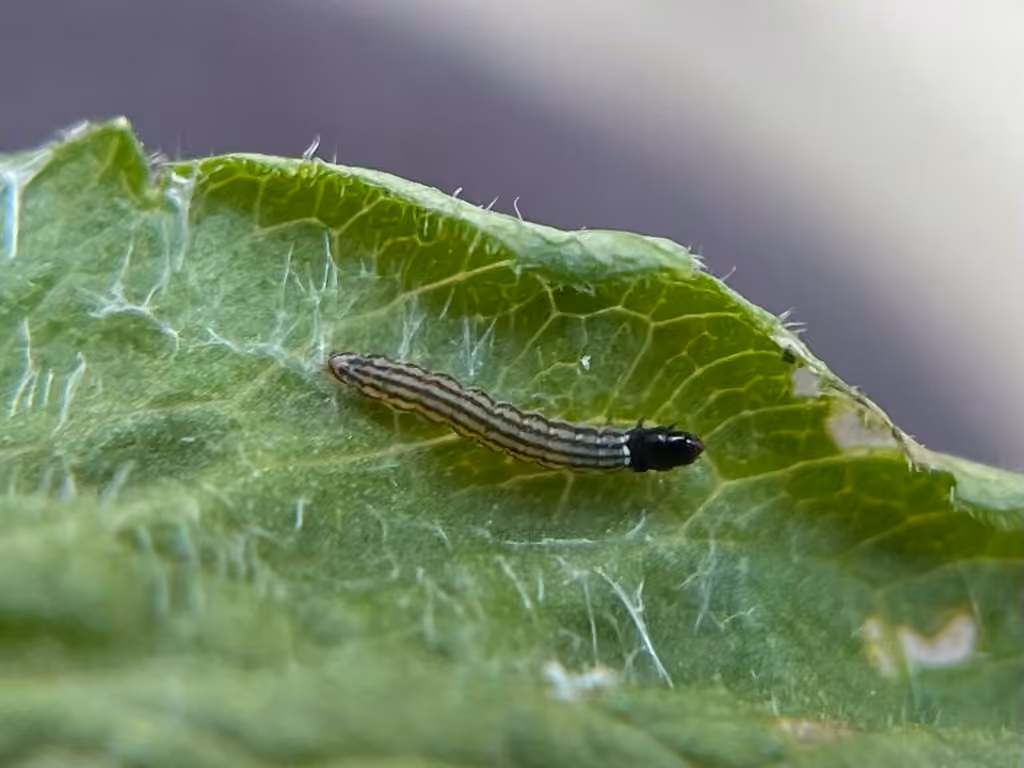 Cream-edged Dichomeris Moth, photo 2 of 5
