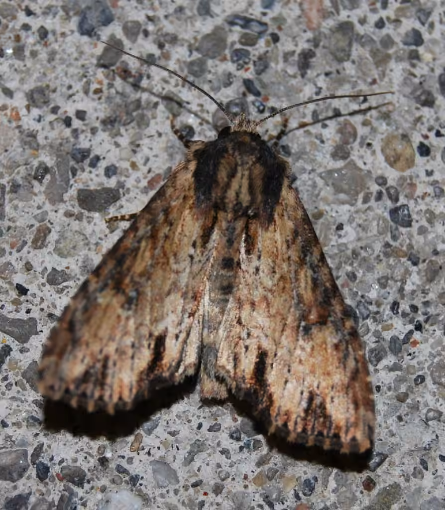 Airy Apamea Moth, Adulte