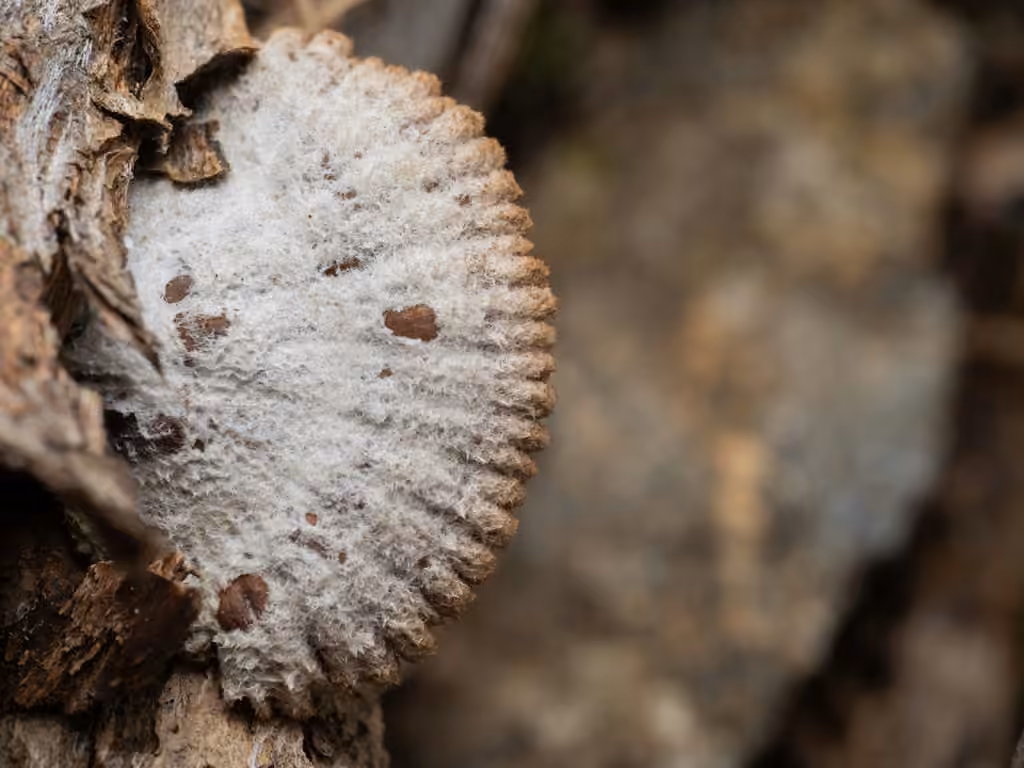 Schizophylle commun, photo 3 sur 5