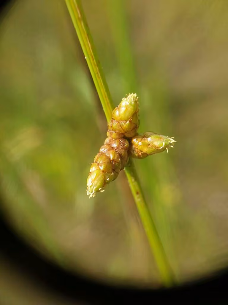 Weak-stalked bulrush, photo 3 of 5