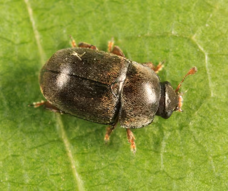 Black Sap Beetle, photo 1 of 5