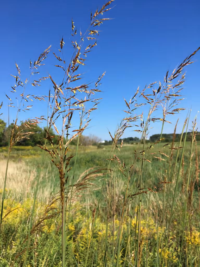 Yellow indian-grass, photo 1 of 5