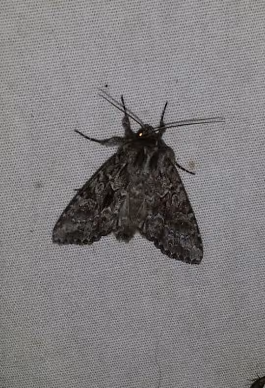 Private Sallow, photo 2 sur 5