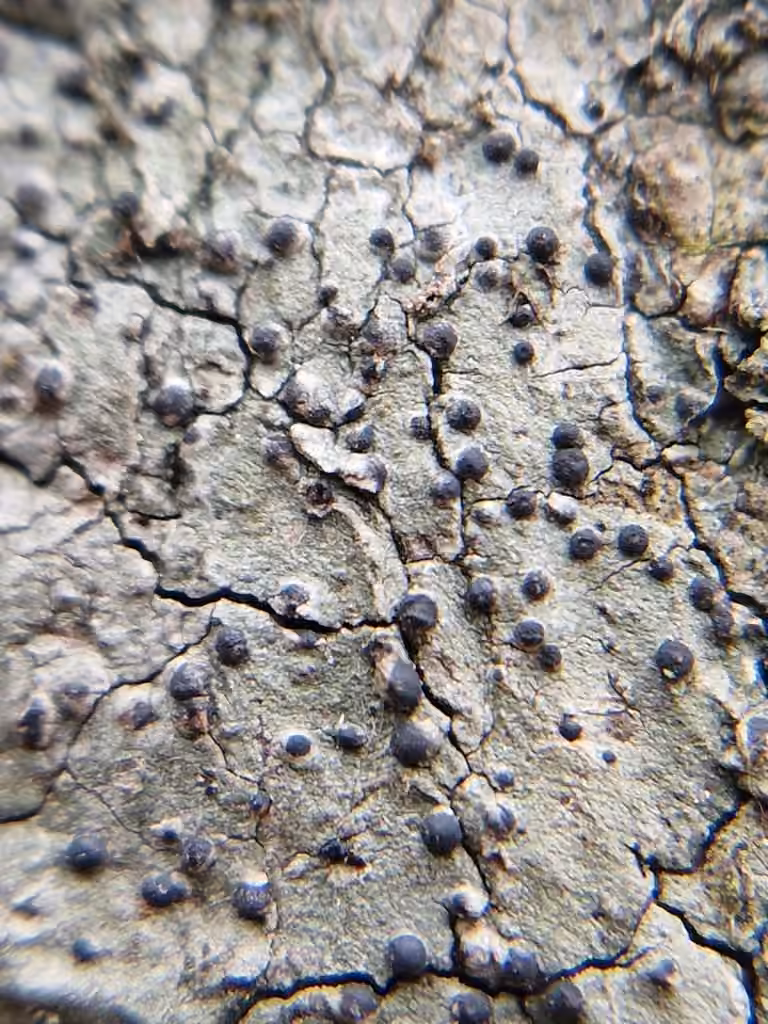 Lichen caverne d'Alibaba, photo 2 sur 5