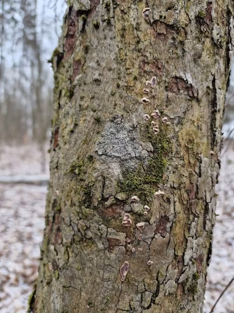 Lichen caverne d'Alibaba, photo 3 sur 5