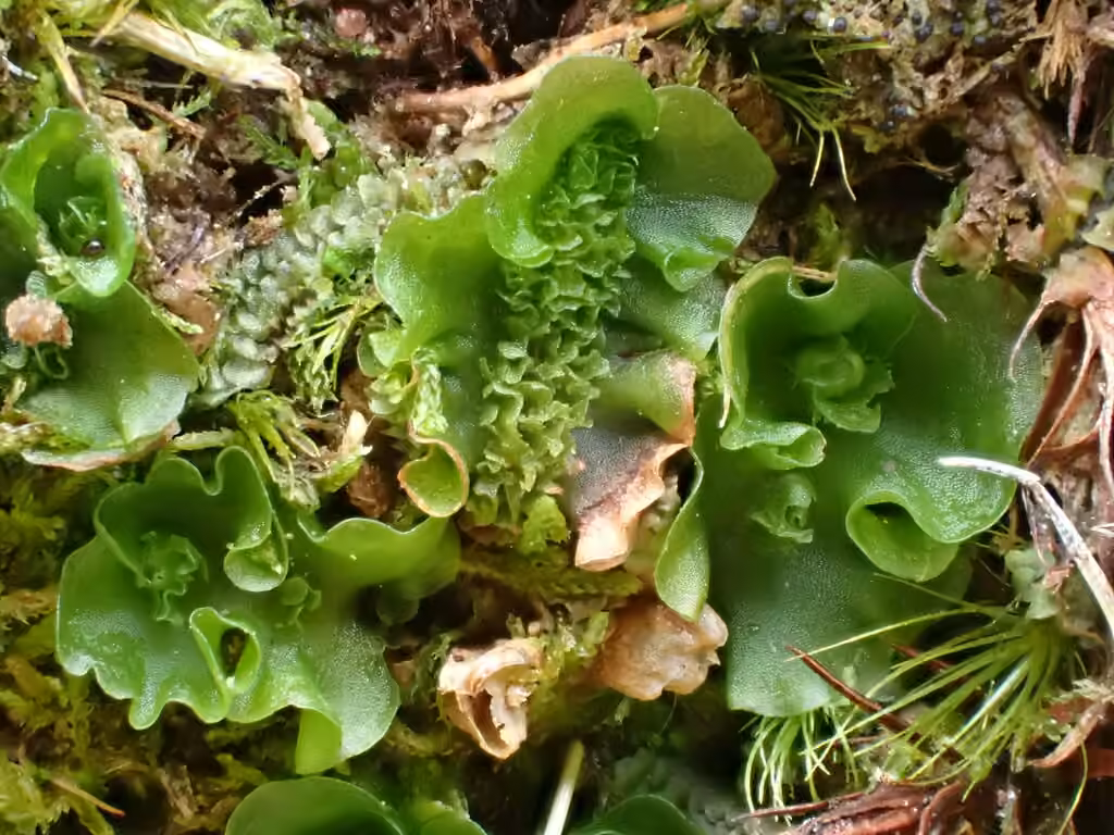 Colerette des montagnes