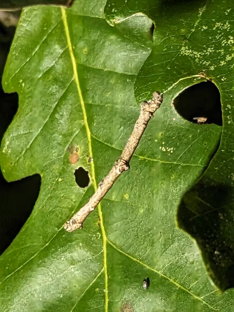 Oak Besma Moth, Caterpillar