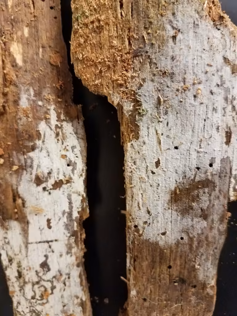 Botryobasidium subcoronatum, photo 1 sur 5