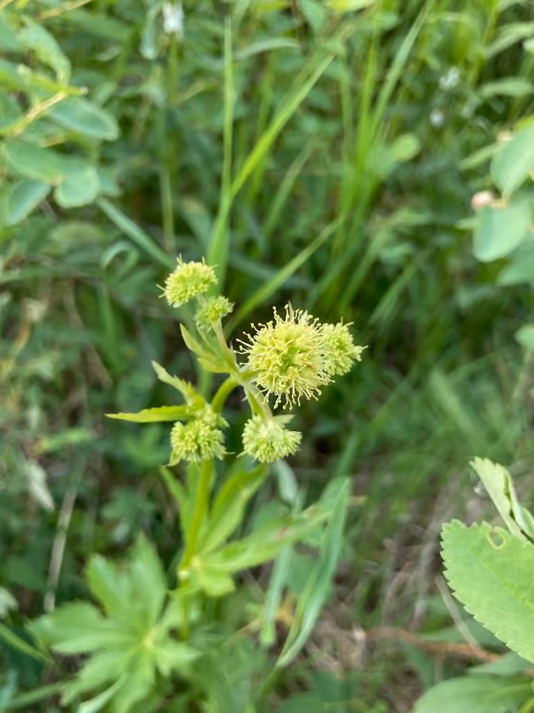 Sanicle du Maryland, En fleurs