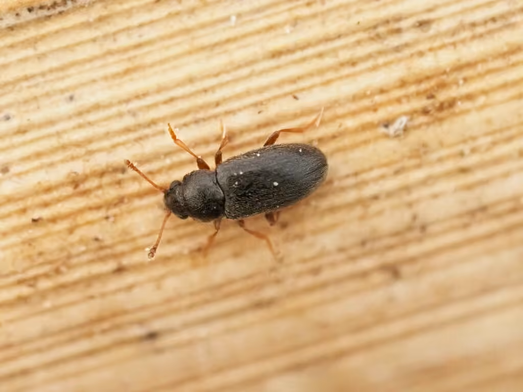 Cryptophage des quenouilles, Adulte