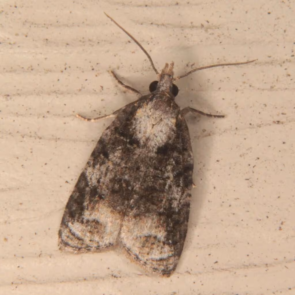 Exasperating Platynota Moth, Adult