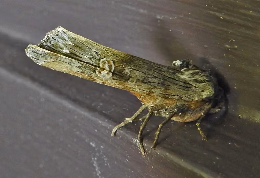 American Brindle Moth, photo 2 of 5