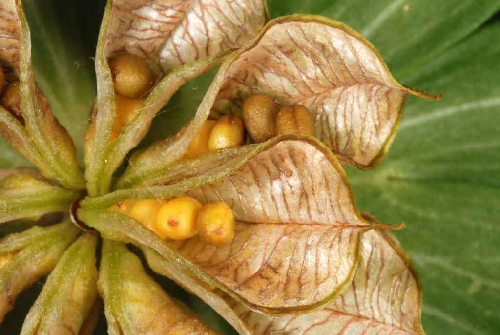 Éranthe d'hiver, En fruits
