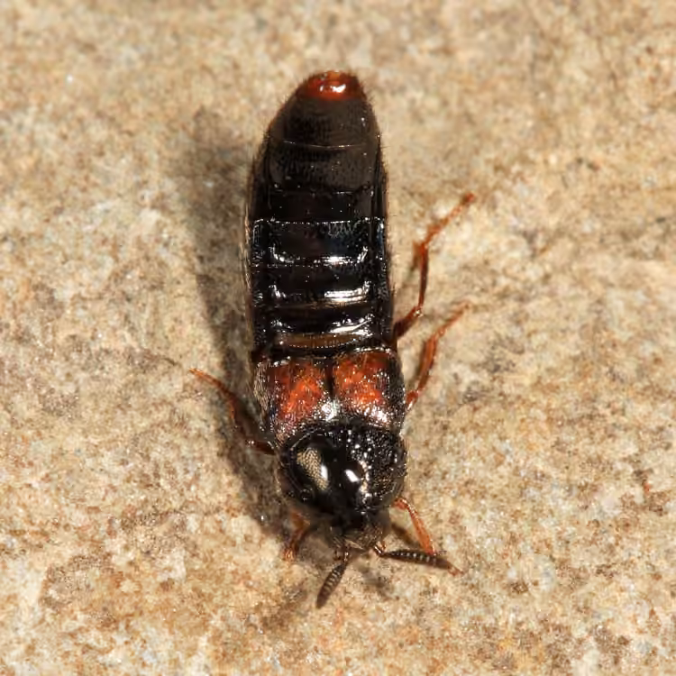Shortened Minute Rove Beetle, Adult female
