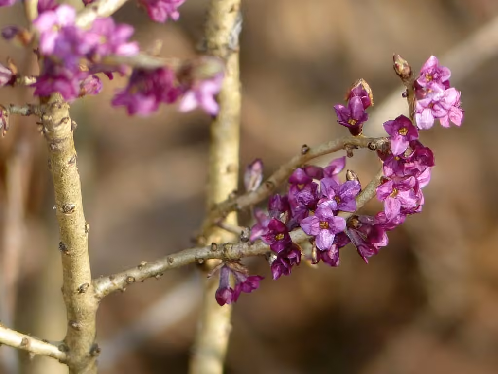 Mezereon, Flower buds