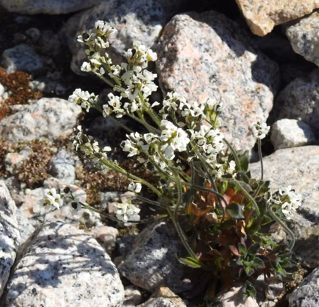 Norwegian draba, In flower