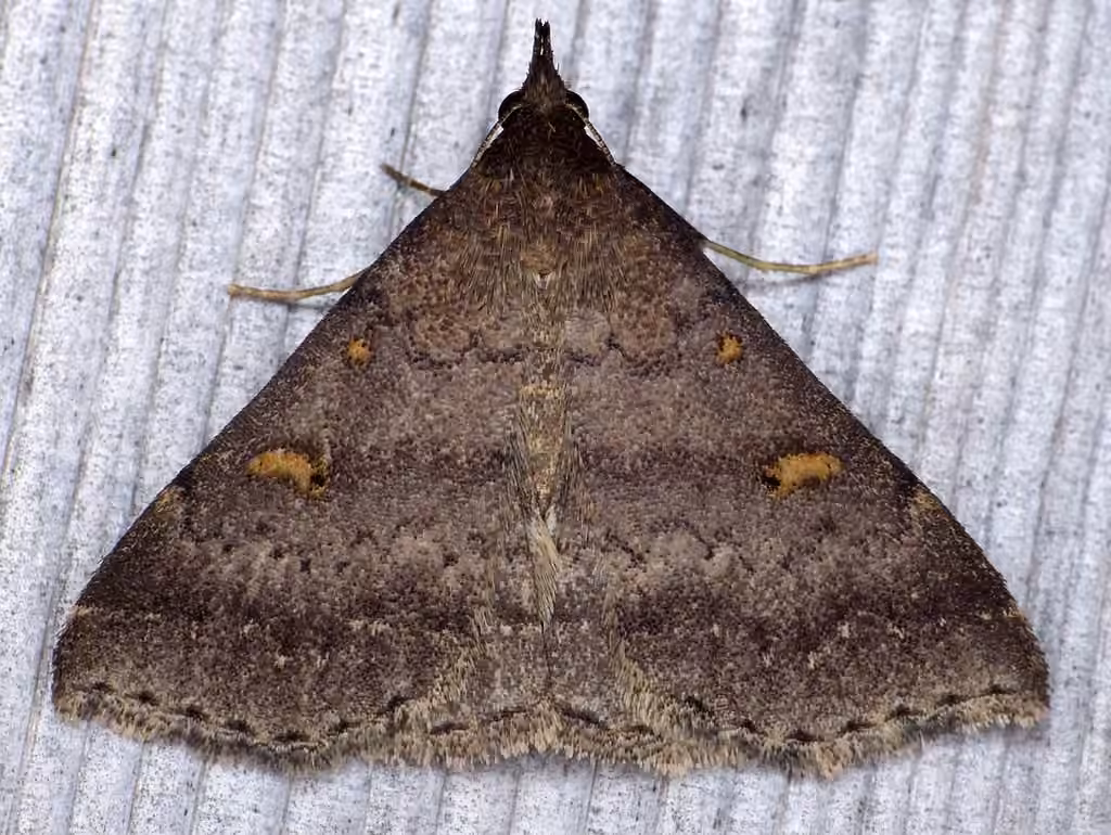 Sober Renia Moth