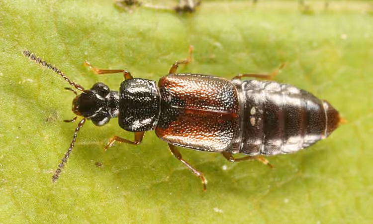 Ocillate rove beetle, photo 1 of 5