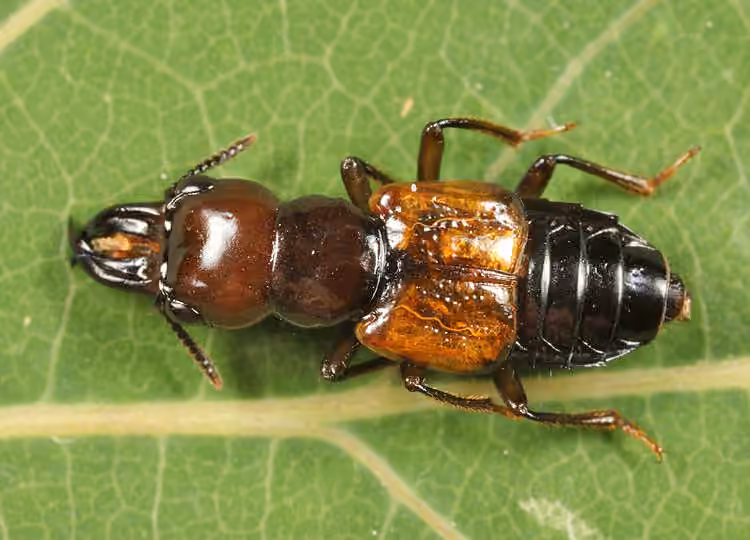 Red-winged Cross-toothed Rove Beetle