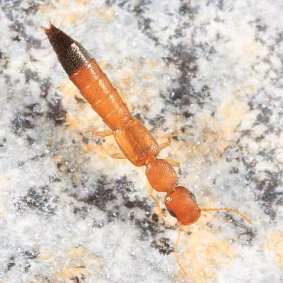 Black-tailed Tomcat Rove Beetle, photo 1 of 5