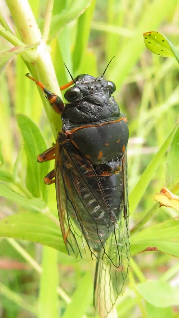 Say's Cicada, Female