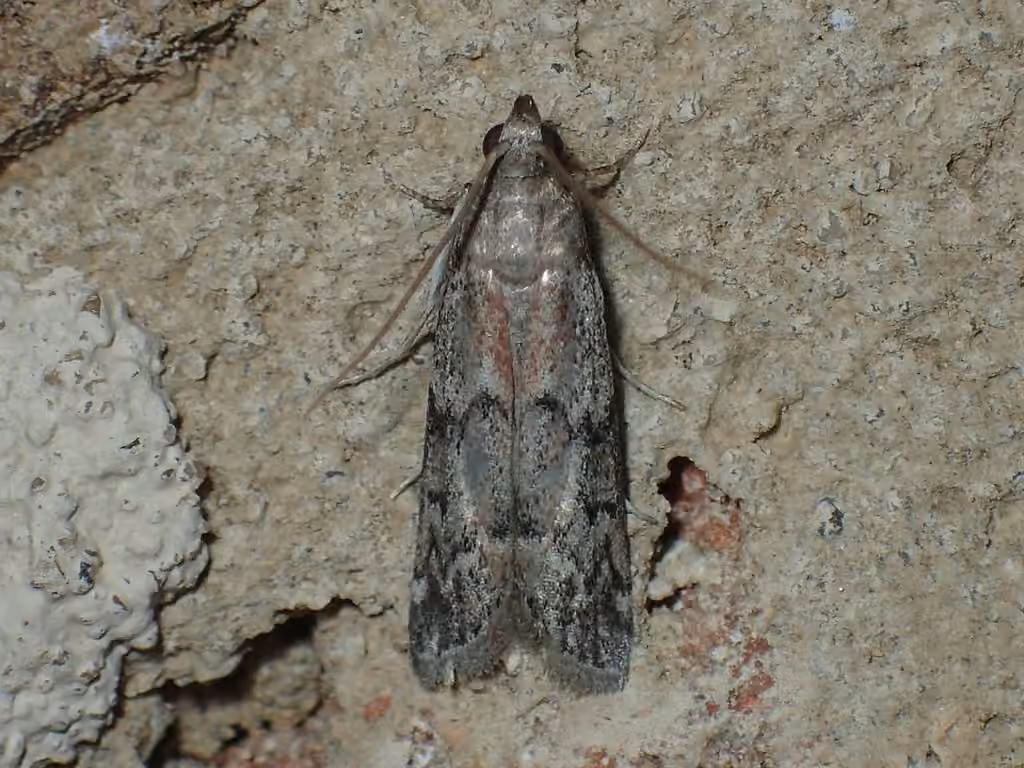Dried Fruit Moth, Adulte