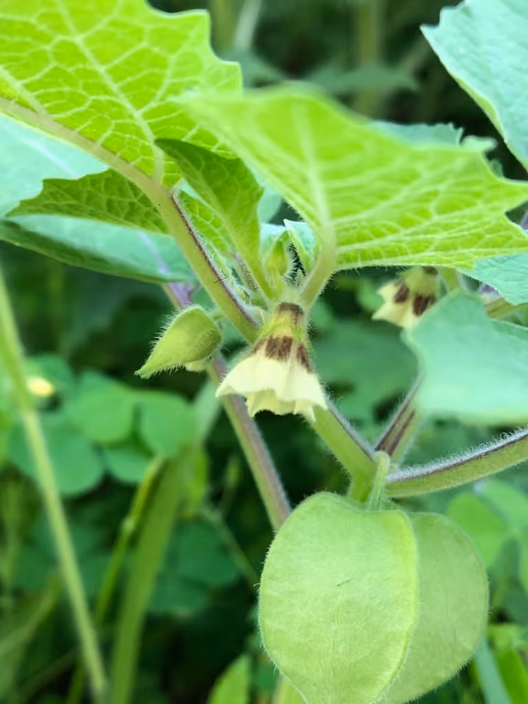 Strawberry-tomato, In flower