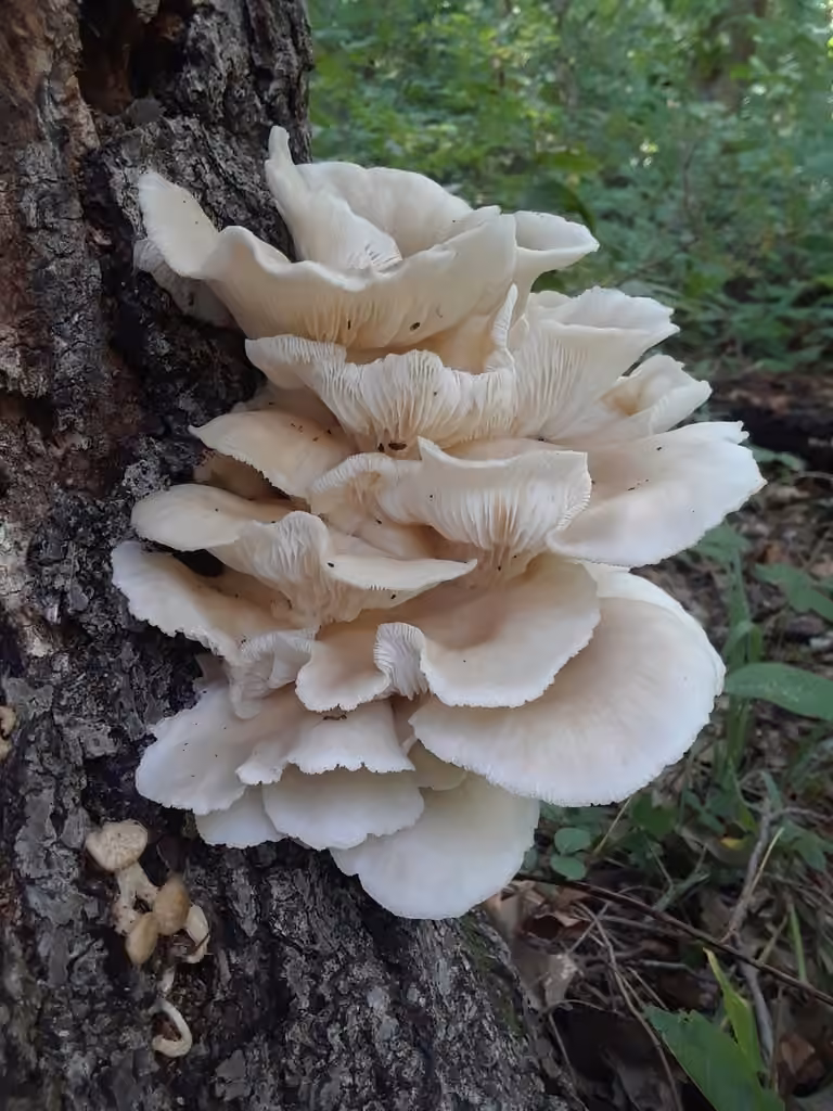 Pale Oyster, photo 3 of 5